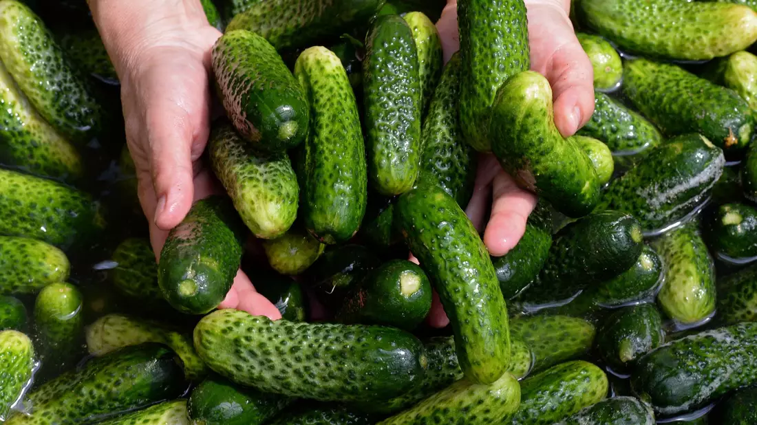 Gewürzgurken-Margaritas, Gewürzgurken-Pommes und sogar Gewürzgurken-Kuchen - wird das ein Foodtrend? (Symbolbild) - Bild: picture alliance / ZB