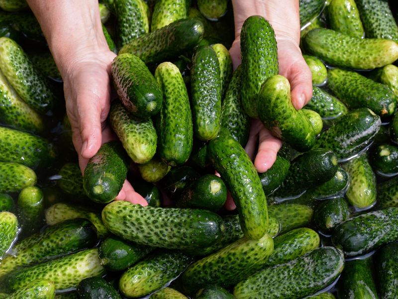 Gewürzgurken-Margaritas, Gewürzgurken-Pommes und sogar Gewürzgurken-Kuchen - wird das ein Foodtrend? (Symbolbild) - Foto: picture alliance / ZB