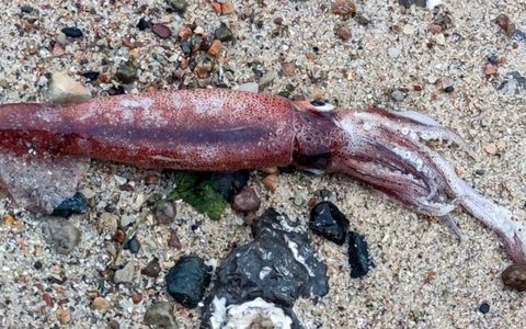 Hobby-Paläontologe Thomas Freiberg konservierte den Fund. - Foto: Thomas Freiberg/dpa