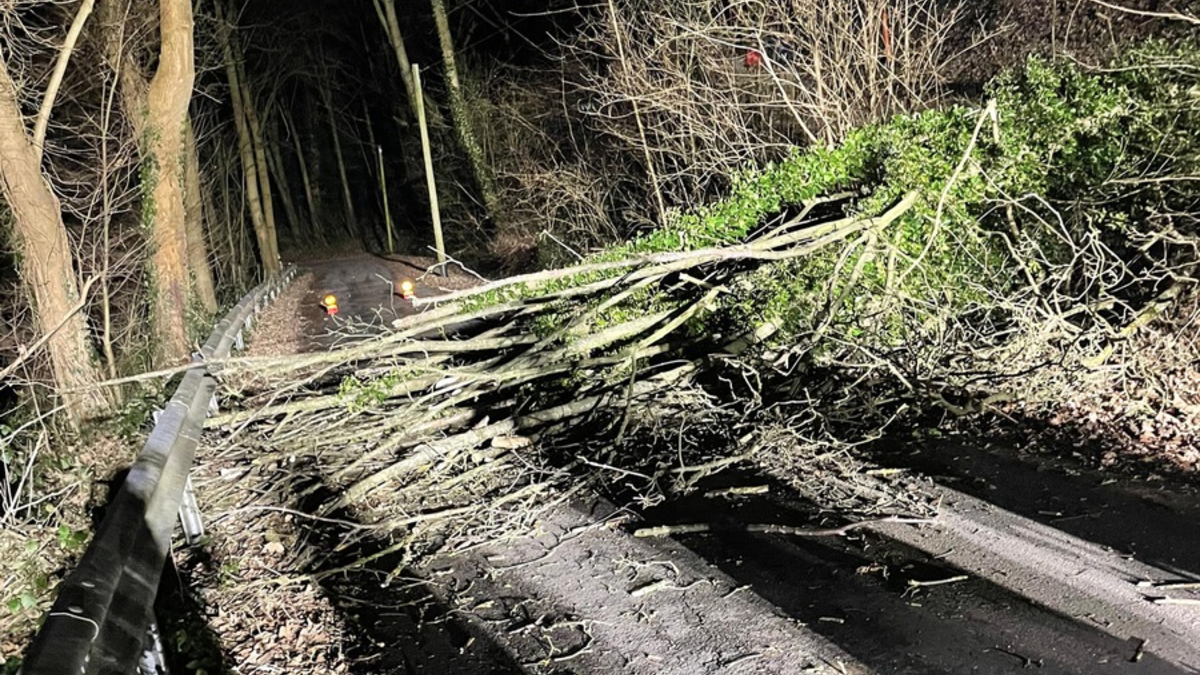 FW-Schermbeck: Baum auf Fahrbahn - Foto: presseportal.de