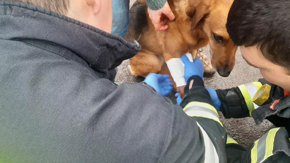 FW Dinslaken: Feuerwehr versorgt verletzten Hund - Bild: presseportal.de