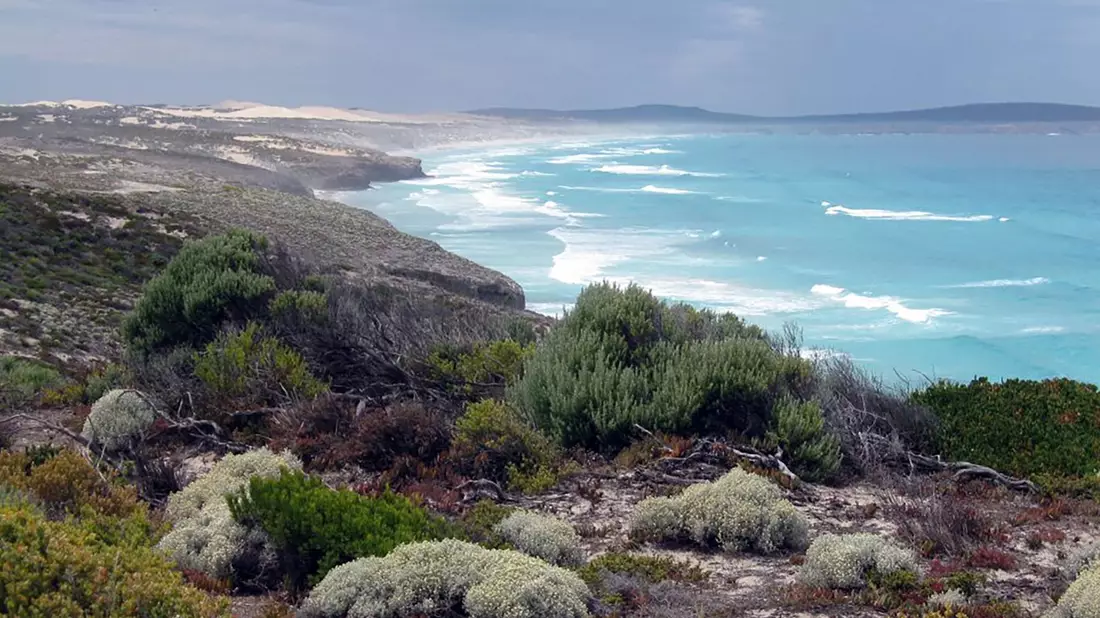 Das Opfer stammt aus dem wenige Hundert Kilometer entfernten Port Lincoln. (Archivbild) - Bild: James Shrimpton/AAP/dpa