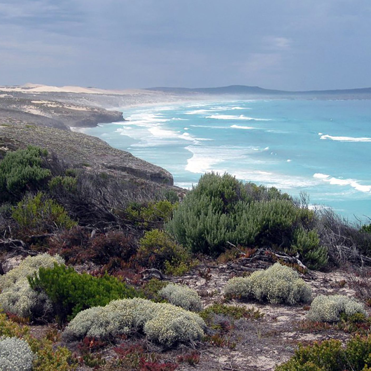 Das Opfer stammt aus dem wenige Hundert Kilometer entfernten Port Lincoln. (Archivbild) - Foto: James Shrimpton/AAP/dpa