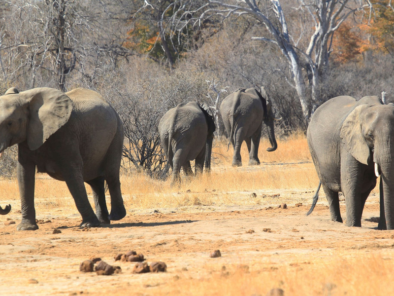 Ein Junge, der sich im Nationalpark verlief, konnte sich von Früchten tagelang ernähren. (Symbolbild) - Foto: Tsvangirayi Mukwazhi/AP/dpa