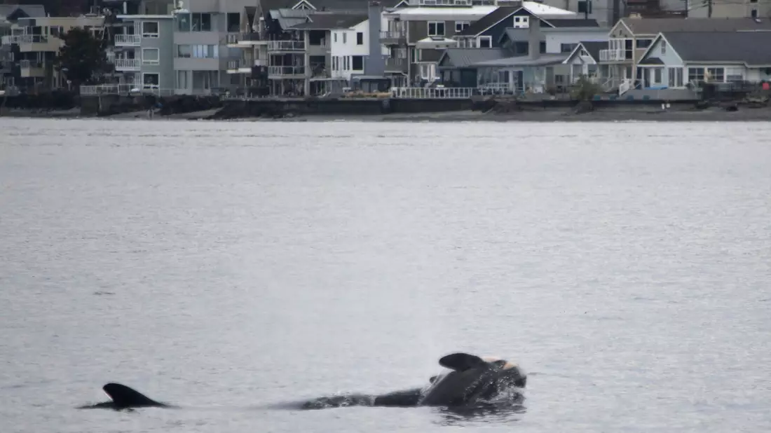 Laut NOAA können sich neben Orcas auch andere soziale Tiere wie Elefanten oder Primaten manchmal nicht von ihrem toten Nachwuchs trennen. (Handout) - Bild: Candice Emmons/NOAA Fisheries West Coast/AP/dpa