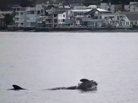Laut NOAA können sich neben Orcas auch andere soziale Tiere wie Elefanten oder Primaten manchmal nicht von ihrem toten Nachwuchs trennen. (Handout) - Foto: Candice Emmons/NOAA Fisheries West Coast/AP/dpa