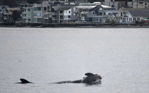 Laut NOAA können sich neben Orcas auch andere soziale Tiere wie Elefanten oder Primaten manchmal nicht von ihrem toten Nachwuchs trennen. (Handout) - Foto: Candice Emmons/NOAA Fisheries West Coast/AP/dpa