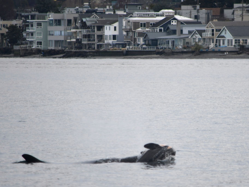 Laut NOAA können sich neben Orcas auch andere soziale Tiere wie Elefanten oder Primaten manchmal nicht von ihrem toten Nachwuchs trennen. (Handout) - Foto: Candice Emmons/NOAA Fisheries West Coast/AP/dpa