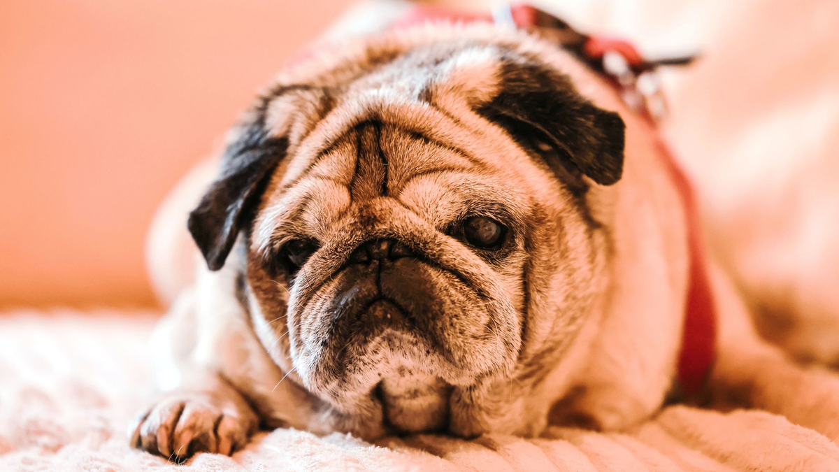 Längeres regungsloses Stehenbleiben kann laut Tiermediziner ein Demenz-Symptom sein.  - Foto: Oliver Berg/dpa