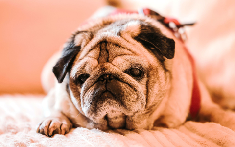 LĂ€ngeres regungsloses Stehenbleiben kann laut Tiermediziner ein Demenz-Symptom sein. - Foto: Oliver Berg/dpa LĂ€ngeres regungsloses Stehenbleiben kann laut Tiermediziner ein Demenz-Symptom sein. - Foto: Oliver Berg/dpa