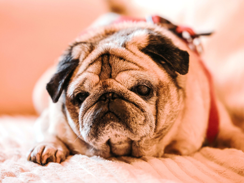 Längeres regungsloses Stehenbleiben kann laut Tiermediziner ein Demenz-Symptom sein.  - Foto: Oliver Berg/dpa