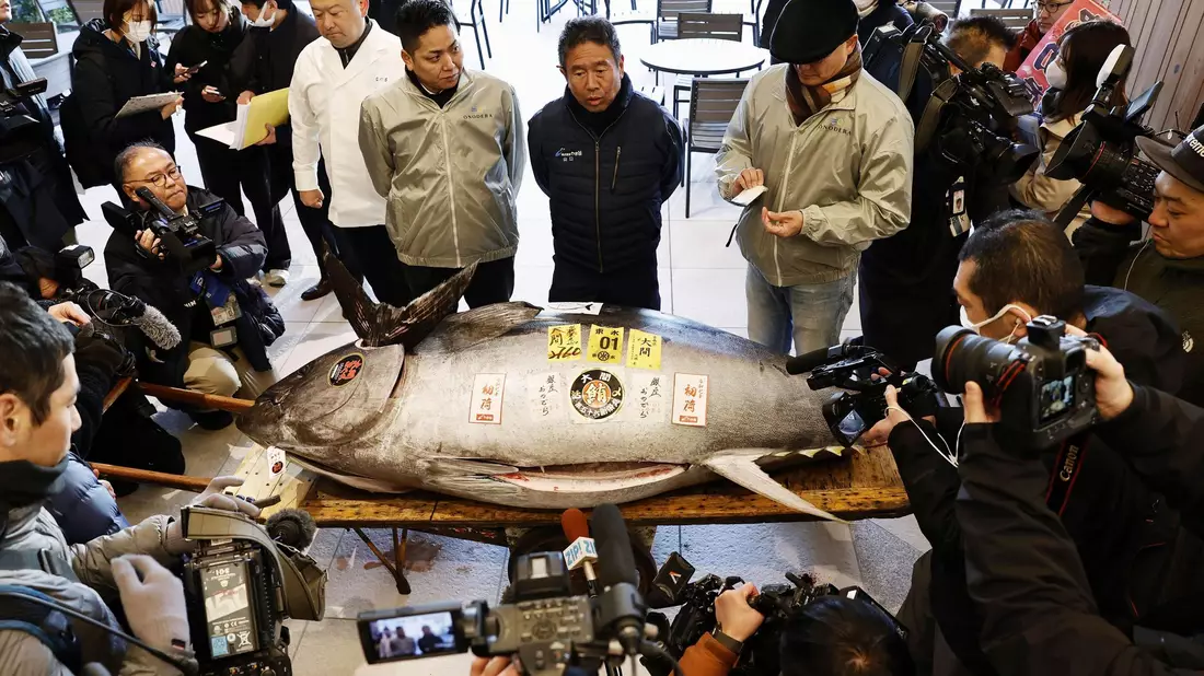 Die erste Auktion eines Thunfisches im Neuen Jahr gilt vielen in Japan als Gradmesser für Glück und Wohlstand.  - Bild: -/Kyodo News/dpa