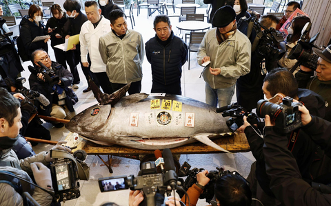 Die erste Auktion eines Thunfisches im Neuen Jahr gilt vielen in Japan als Gradmesser für Glück und Wohlstand. - Foto: -/Kyodo News/dpa Die erste Auktion eines Thunfisches im Neuen Jahr gilt vielen in Japan als Gradmesser für Glück und Wohlstand. - Foto: -/Kyodo News/dpa