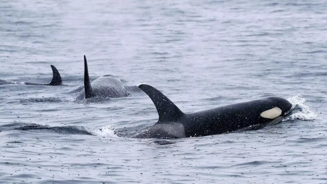 Orcas leben weltweit - wie hier bei Japan. Aber nur Tiere in der iberischen Region zeigen das mysteriöse Verhalten. (Archivbild) - Bild: -/Kyodo/dpa
