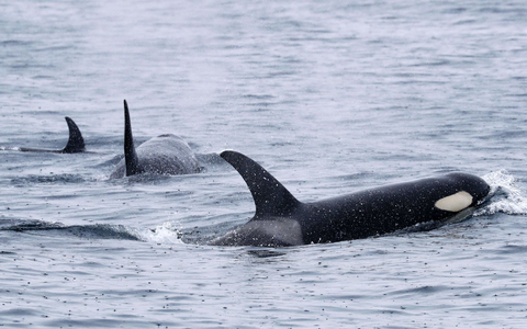 Orcas leben weltweit - wie hier bei Japan. Aber nur Tiere in der iberischen Region zeigen das mysteriöse Verhalten. (Archivbild) - Foto: -/Kyodo/dpa