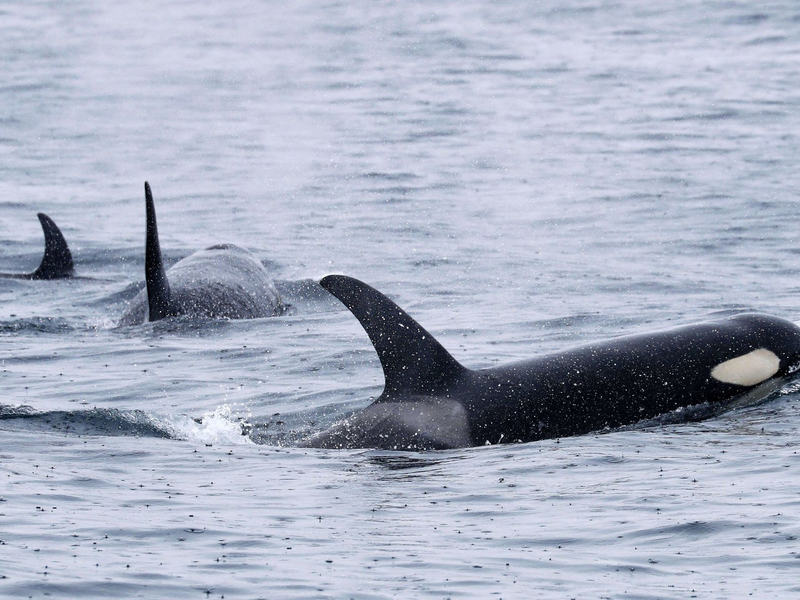 Orcas leben weltweit - wie hier bei Japan. Aber nur Tiere in der iberischen Region zeigen das mysteriöse Verhalten. (Archivbild) - Foto: -/Kyodo/dpa