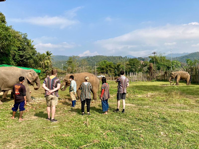 In den Zentren leben die Elefanten mit ihren Führern. Tierschützer beklagen, dass die Touristen die Tiere stressen. (Archivbild) - Foto: Carola Frentzen/dpa