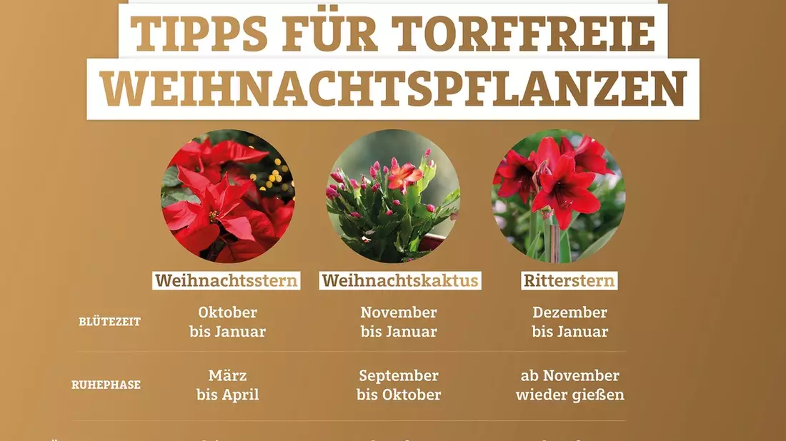 Weihnachtspflanzen richtig übersommern lassen - Bild: presseportal.de