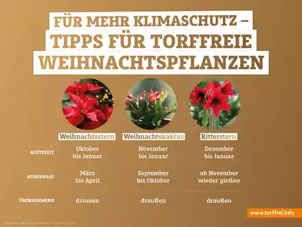 Weihnachtspflanzen richtig übersommern lassen - Foto: presseportal.de
