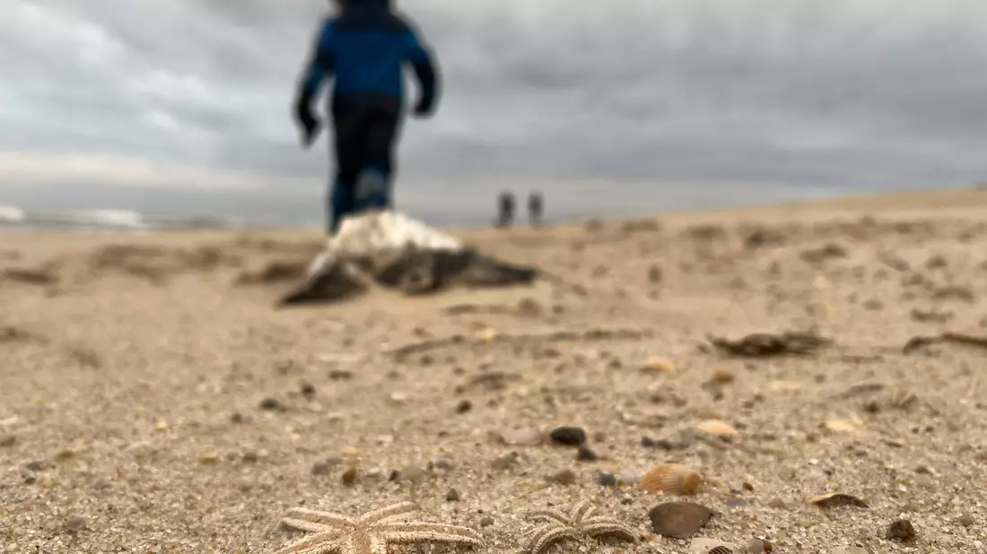 Tote Seesterne liegen am Strand zwischen den Orten Kampen und List auf Sylt. - Bild: Lea Albert/dpa