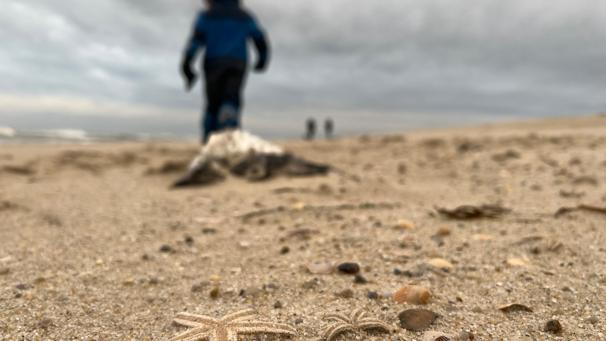 Tote Seesterne liegen am Strand zwischen den Orten Kampen und List auf Sylt. - Foto: Lea Albert/dpa