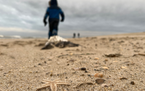 Tote Seesterne liegen am Strand zwischen den Orten Kampen und List auf Sylt. - Foto: Lea Albert/dpa