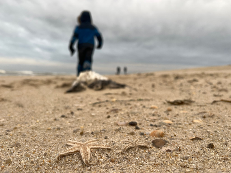 Tote Seesterne liegen am Strand zwischen den Orten Kampen und List auf Sylt. - Foto: Lea Albert/dpa