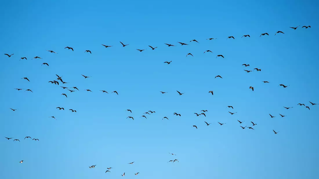 Derzeit grassiert die größte je dokumentierte Vogelgrippewelle. (Symbolbild) - Bild: Daniel Bockwoldt/dpa