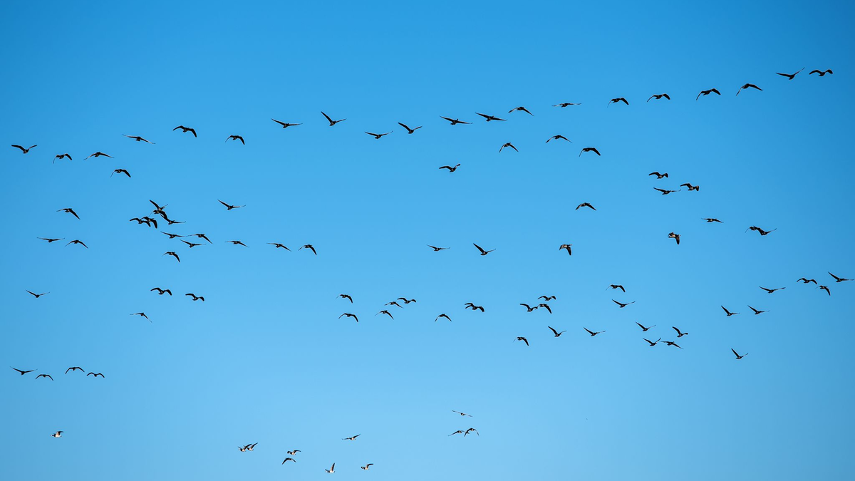 Derzeit grassiert die größte je dokumentierte Vogelgrippewelle. (Symbolbild) - Foto: Daniel Bockwoldt/dpa