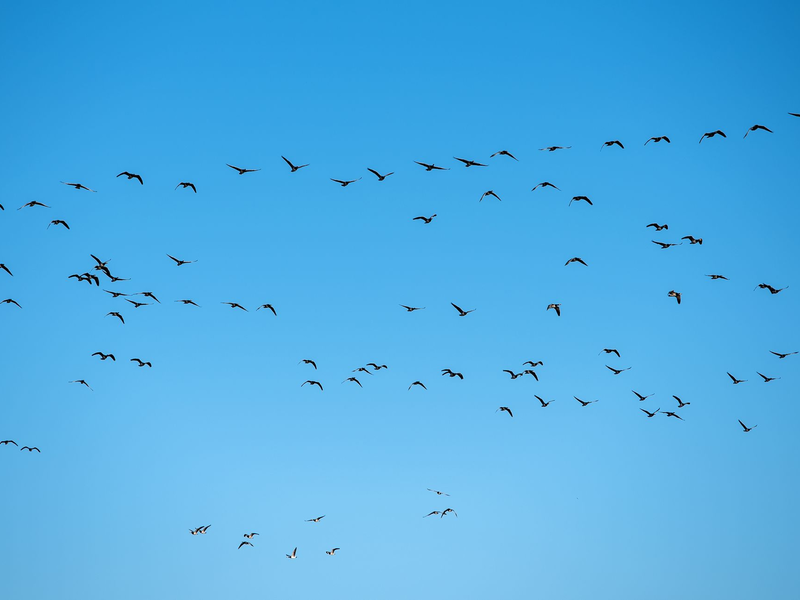 Derzeit grassiert die größte je dokumentierte Vogelgrippewelle. (Symbolbild) - Foto: Daniel Bockwoldt/dpa