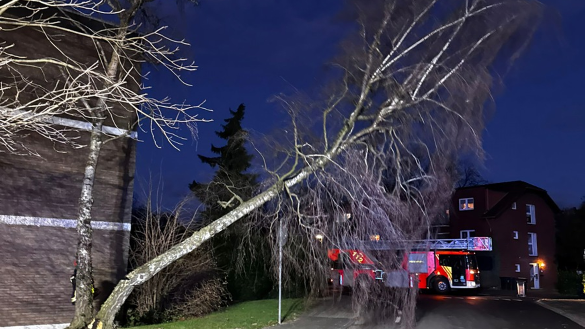 FW Bergheim: Mehrere Sturmeinsätze für die Feuerwehr Bergheim Sieben Einsätze im Stadtgebiet - Bäume auf Fahrzeuge gestürzt - Foto: presseportal.de