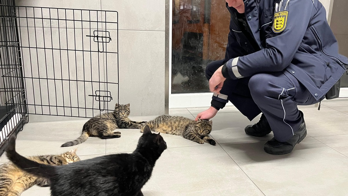 POL-MA: Heidelberg: Babykatzen in Heidelberg-Kirchheim gefunden - Polizei sucht Besitzer - Foto: presseportal.de