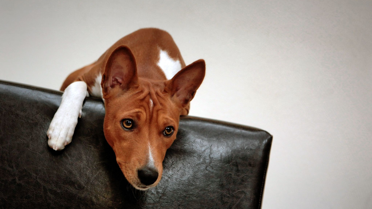 Zu den möglichen Symptomen zählen plötzliche Panikattacken. (Symbolbild) - Foto: picture alliance / dpa