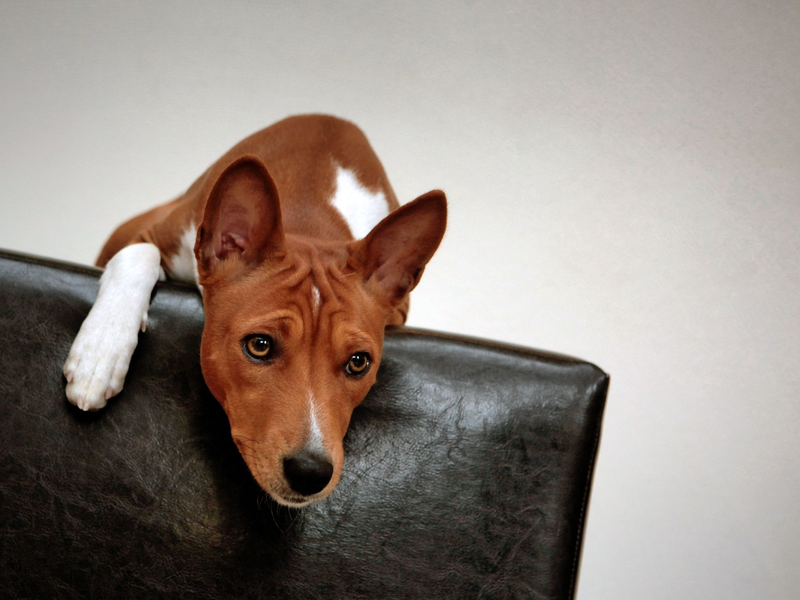 Zu den möglichen Symptomen zählen plötzliche Panikattacken. (Symbolbild) - Foto: picture alliance / dpa