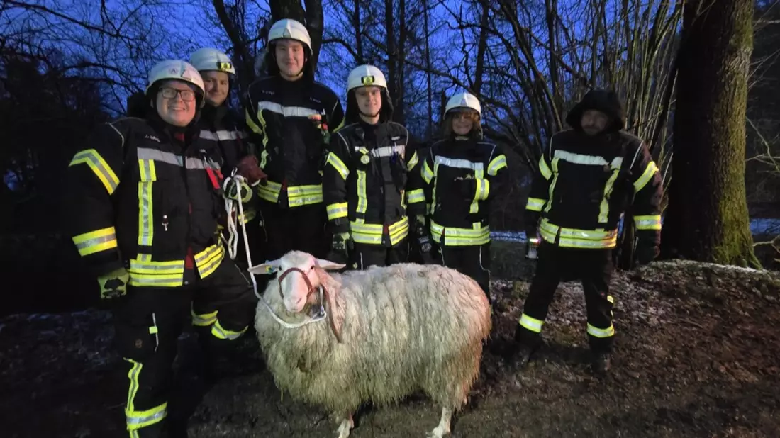 FW-EN: Schaf steckt in Tümpel fest - Tierrettung in Breckerfeld - Bild: presseportal.de