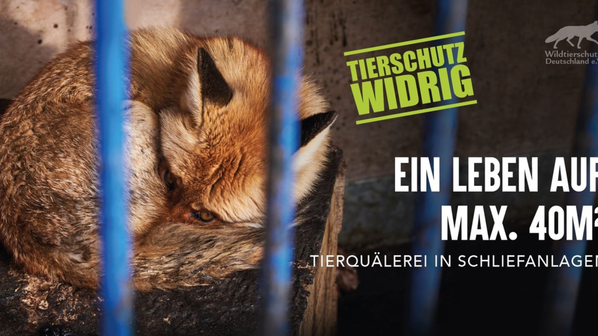 Mutiger Vorstoß in Niedersachsen: Verbot der Ausbildung von Jagdhunden am lebenden Wildtier - Foto: presseportal.de