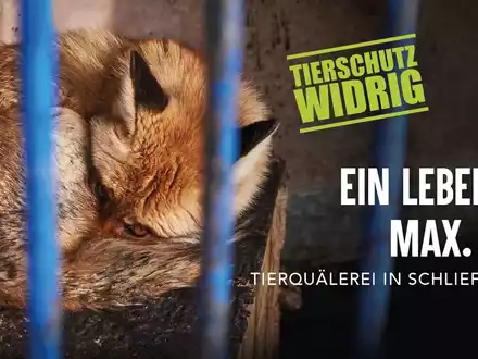 Mutiger Vorstoß in Niedersachsen: Verbot der Ausbildung von Jagdhunden am lebenden Wildtier - Foto: presseportal.de