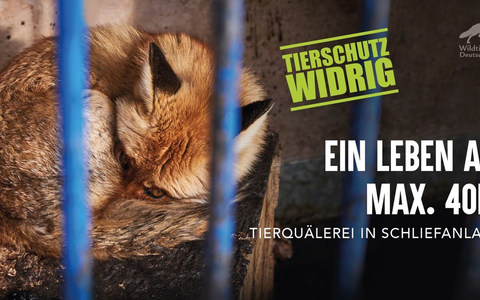 Mutiger Vorstoß in Niedersachsen: Verbot der Ausbildung von Jagdhunden am lebenden Wildtier - Foto: presseportal.de