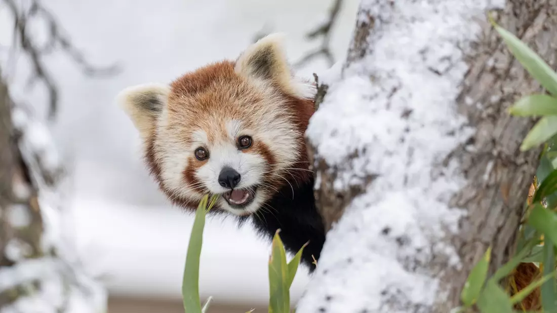 Ausgebüxt und wieder eingefangen: Panda-Zwillinge nutzten den Schnee in der Schweiz für ein Abenteuer.   - Bild: -/Walter Zoo/dpa