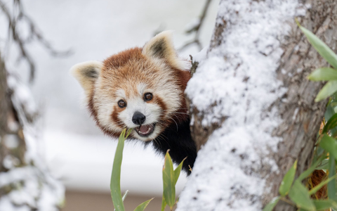 AusgebĂŒxt und wieder eingefangen: Panda-Zwillinge nutzten den Schnee in der Schweiz fĂŒr ein Abenteuer. - Foto: -/Walter Zoo/dpa AusgebĂŒxt und wieder eingefangen: Panda-Zwillinge nutzten den Schnee in der Schweiz fĂŒr ein Abenteuer. - Foto: -/Walter Zoo/dpa