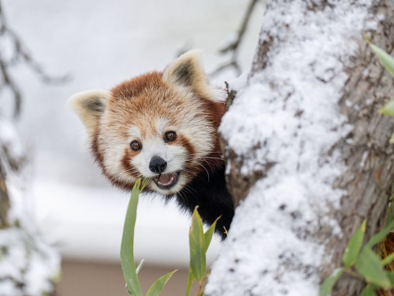 Ausgebüxt und wieder eingefangen: Panda-Zwillinge nutzten den Schnee in der Schweiz für ein Abenteuer.   - Foto: -/Walter Zoo/dpa