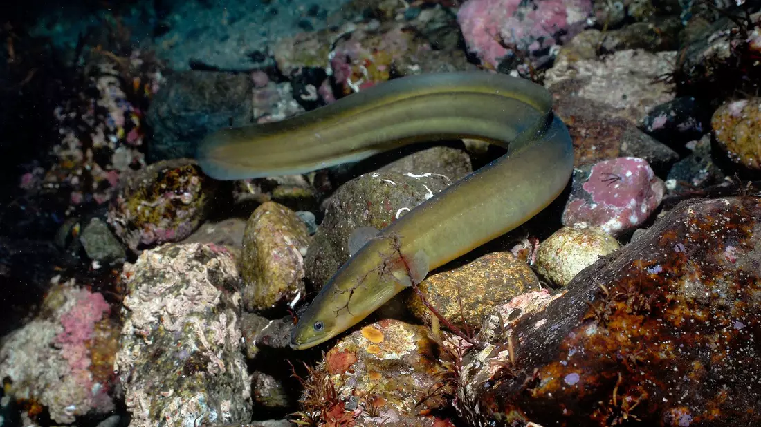 Laut der Roten Liste der IUCN ist der Europäische Aal (Anguilla anguilla) vom Aussterben bedroht. - Bild: Erling-Svensen/WWF/dpa