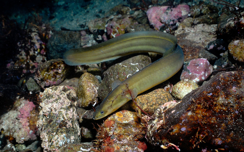 Laut der Roten Liste der IUCN ist der Europäische Aal (Anguilla anguilla) vom Aussterben bedroht. - Foto: Erling-Svensen/WWF/dpa