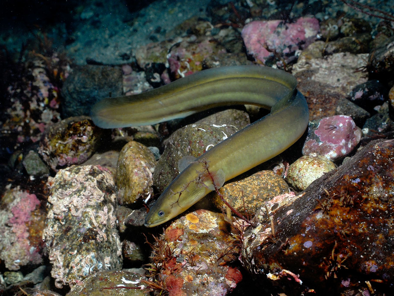 Laut der Roten Liste der IUCN ist der Europäische Aal (Anguilla anguilla) vom Aussterben bedroht. - Foto: Erling-Svensen/WWF/dpa