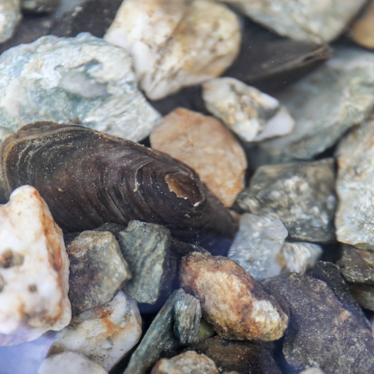 Auch die Flussperlmuschel (Margaritifera margaritifera) ist vom Aussterben bedroht. - Foto: Jan Woitas/dpa-Zentralbild/dpa