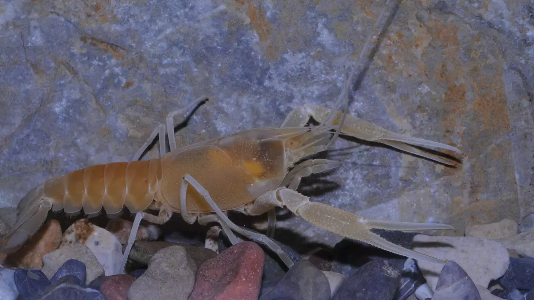 Der Flusskrebs Procambarus orcinus  - Bild: Keith A. Crandall Und C. Riley N/Nature/dpa