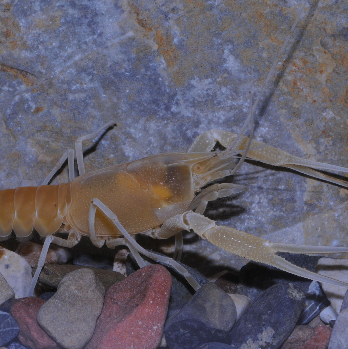 Der Flusskrebs Procambarus orcinus  - Foto: Keith A. Crandall Und C. Riley N/Nature/dpa
