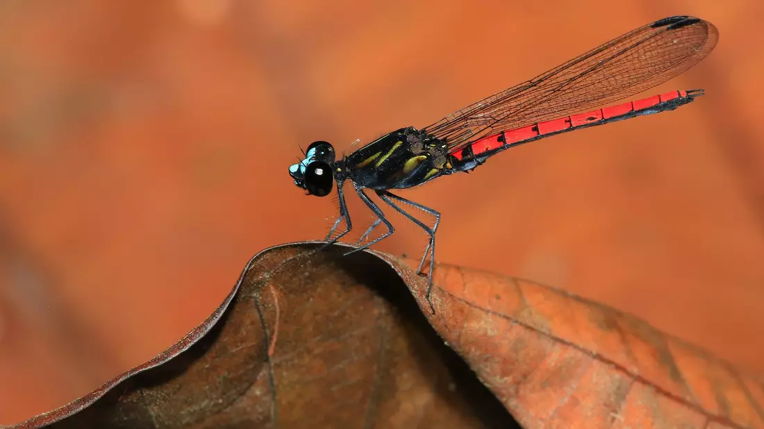 Eine Libelle der Art Chlorocypha cyanifrons - Bild: Jens Kipping/Nature/dpa