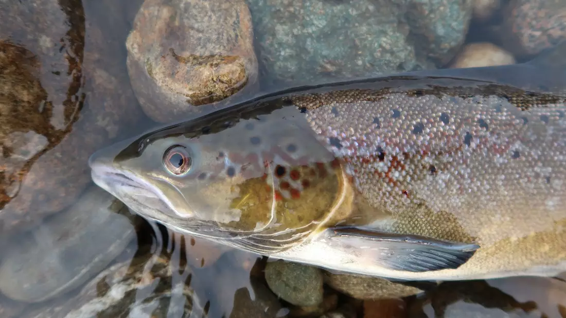 Ein Atlantischer Lachs - Bild: Eva B. Thorstad, Nina/Nature/dpa