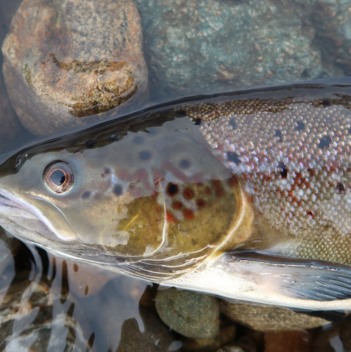 Ein Atlantischer Lachs - Foto: Eva B. Thorstad, Nina/Nature/dpa